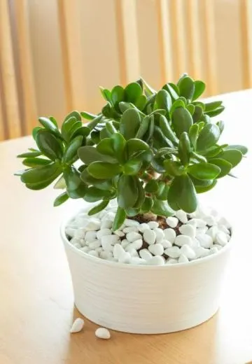 JadePlant